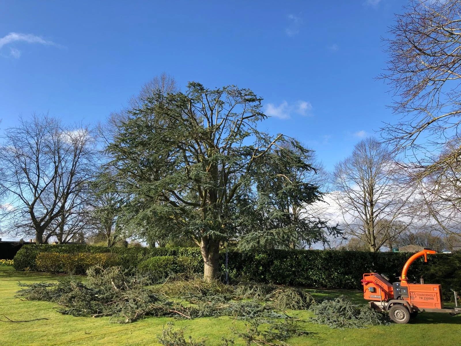 A fallen tree branch on a grassy lawn near a large evergreen tree, with other leafless trees in the background and an orange wood chipper machine on the right.