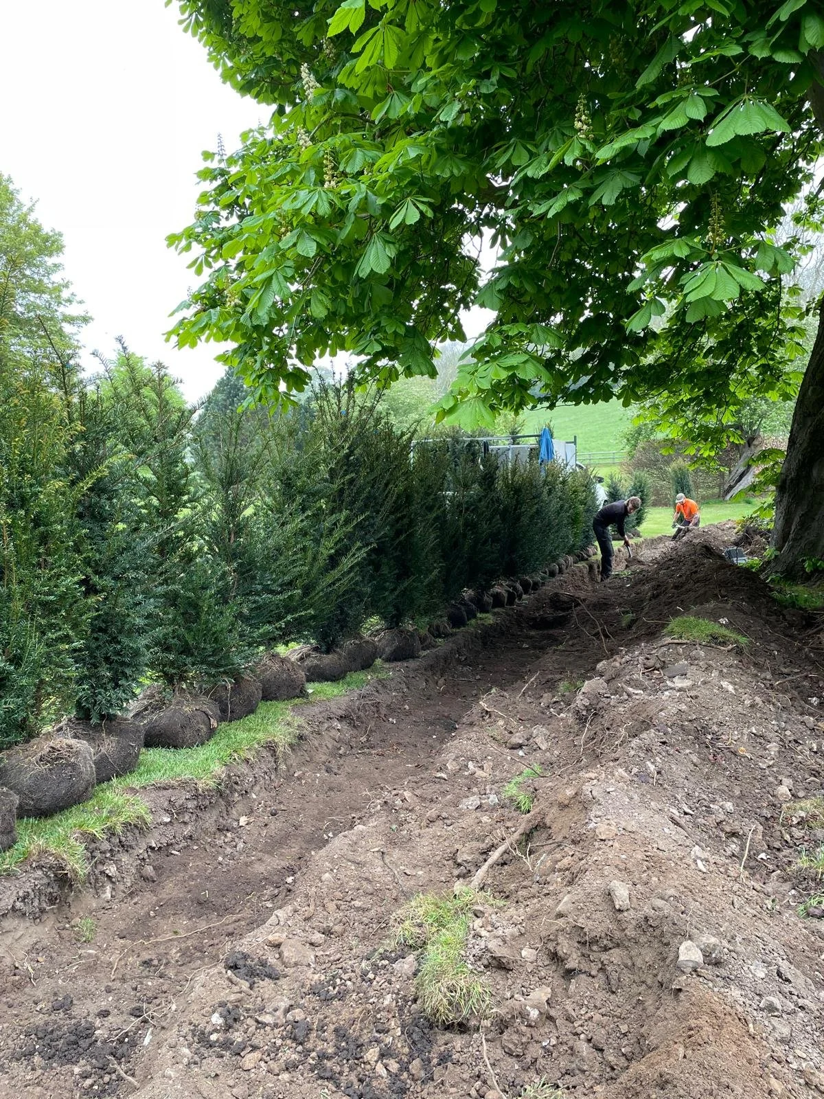 Two people working on landscaping or gardening in a yard with soil and rocks, under a large leafy tree.