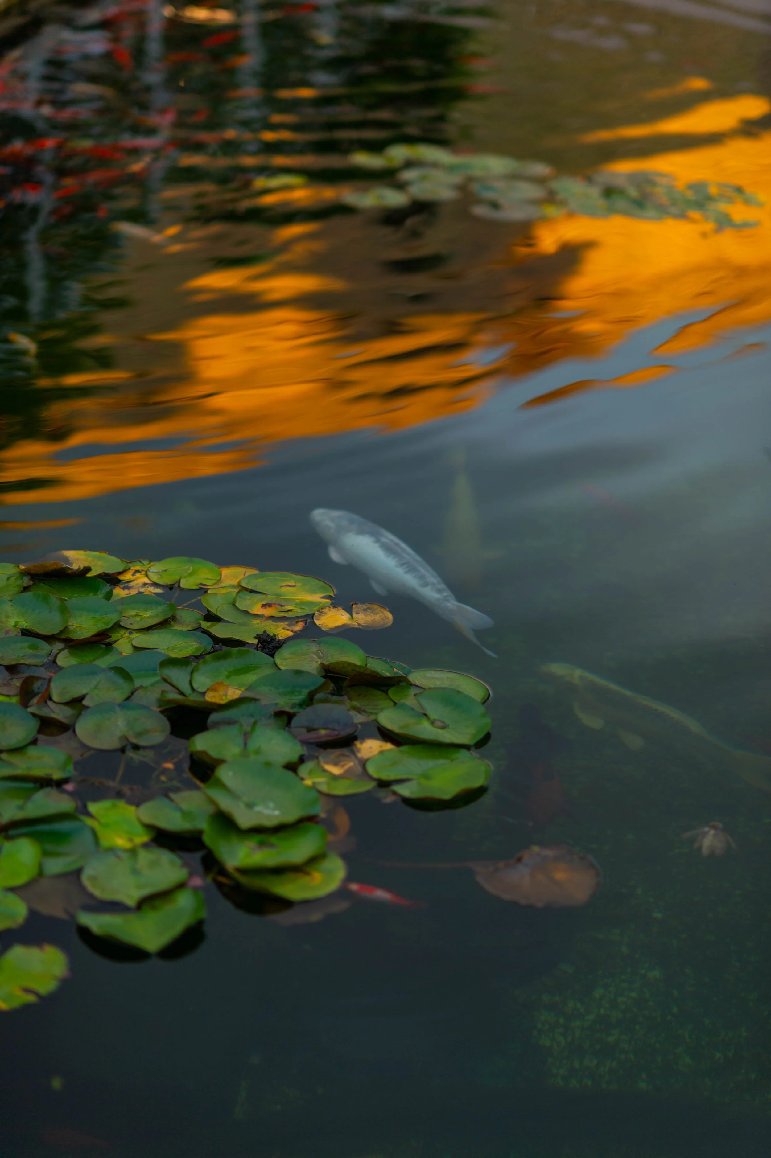 DSC_9813.jpg