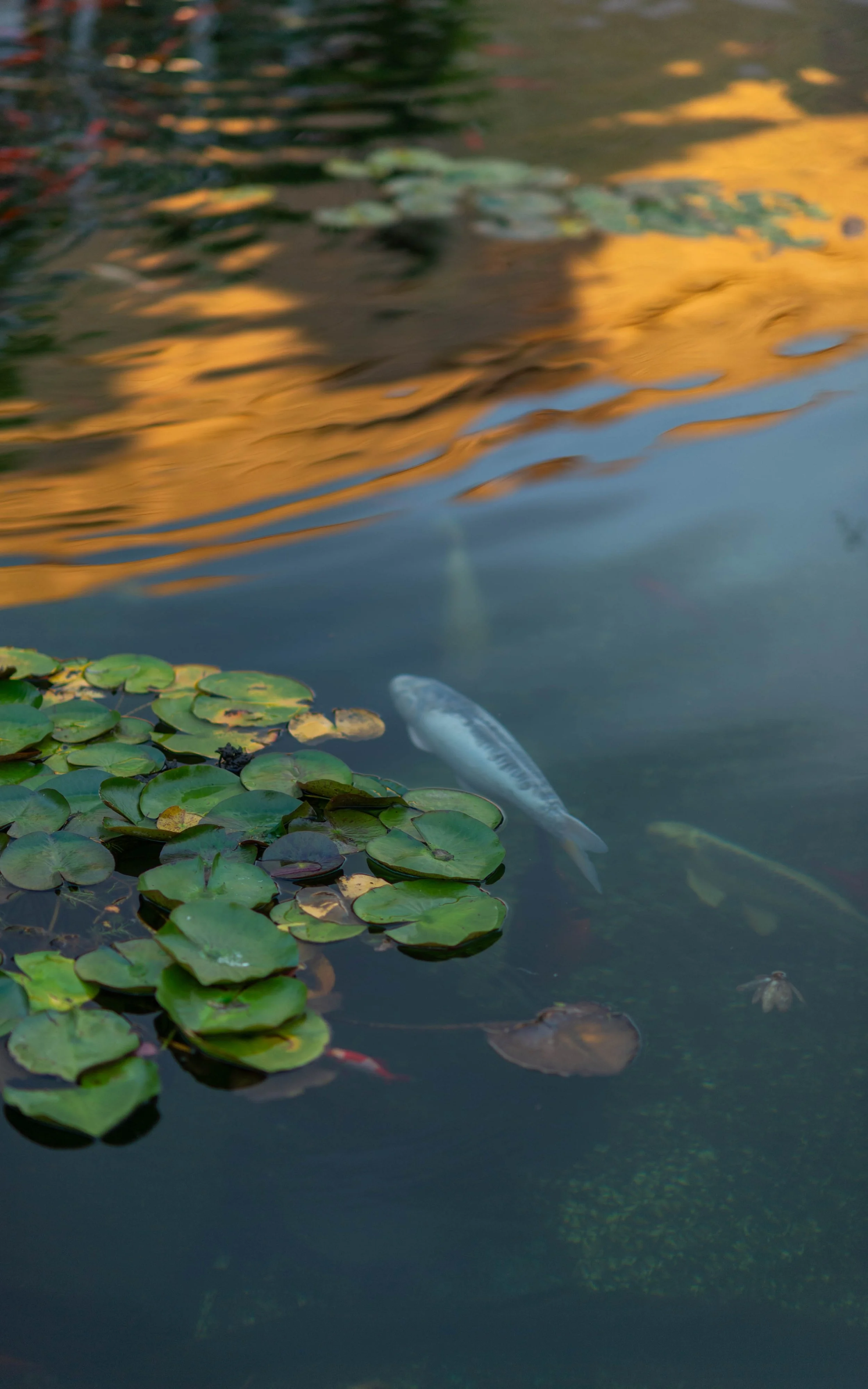 DSC_9812.jpg