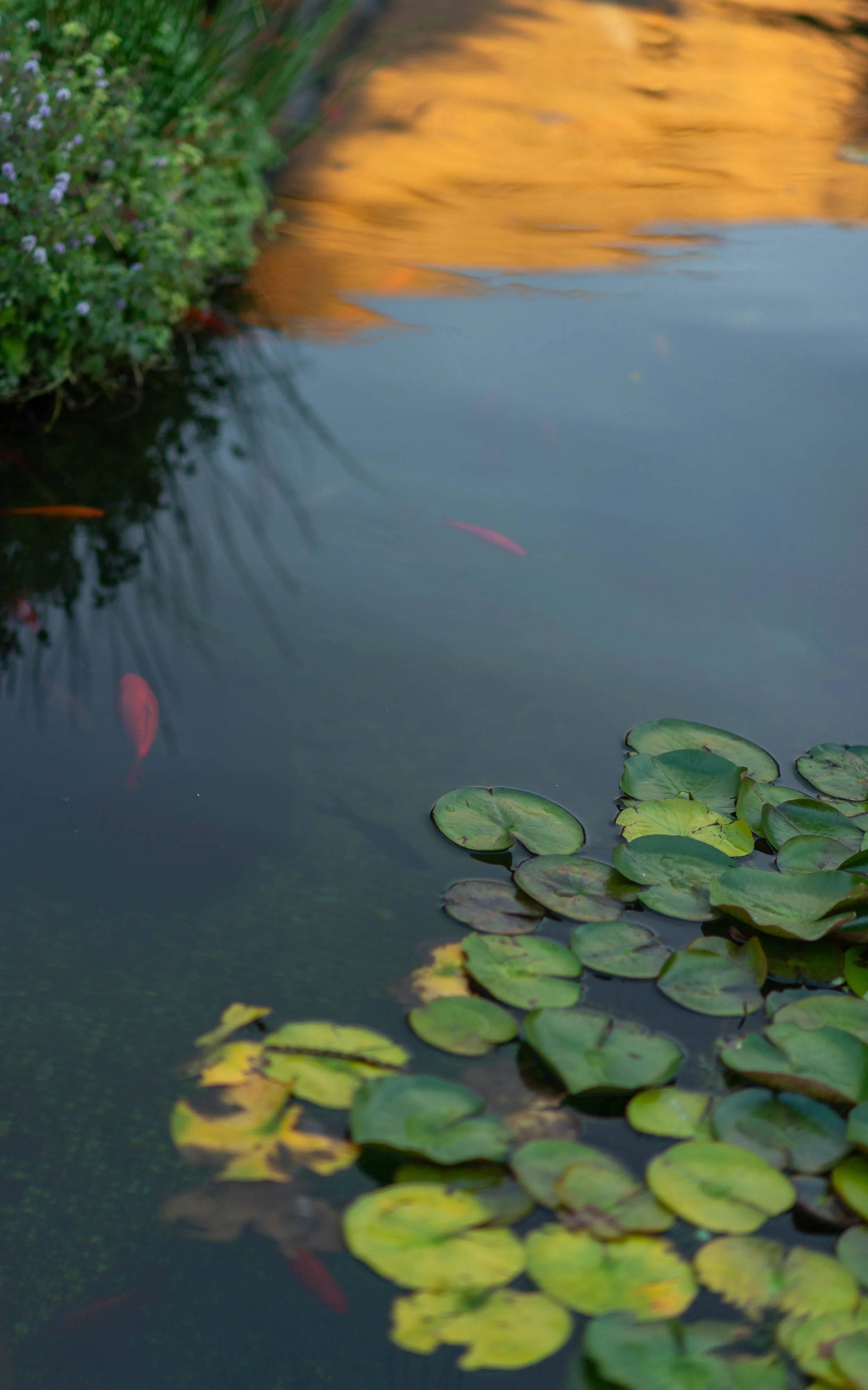 DSC_9818.jpg
