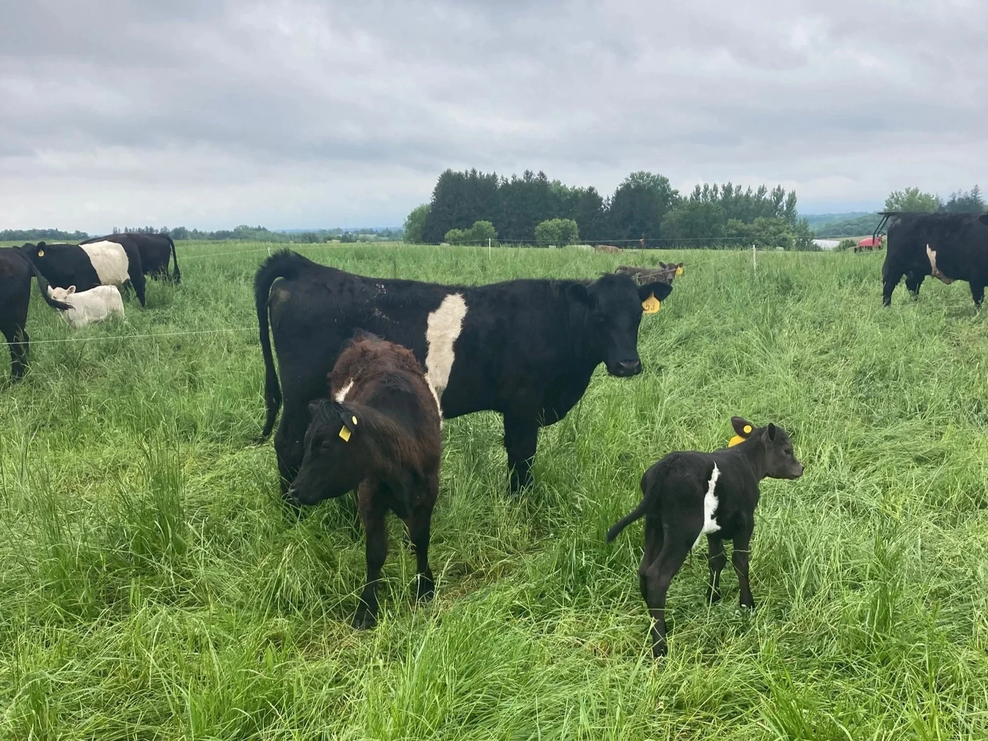 Subscriptions | Fresh Organic Meats — Good News Farm LLC