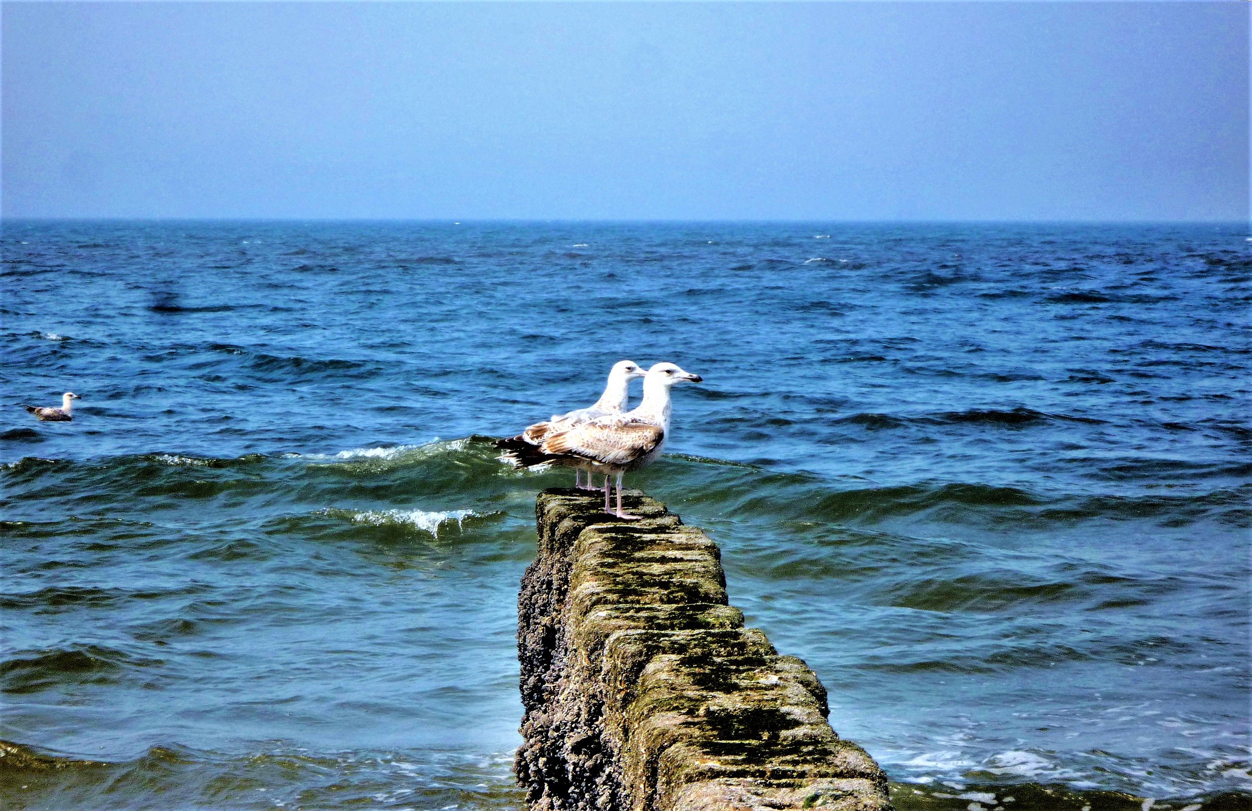 2 Möven auf Poller korre (2).jpg