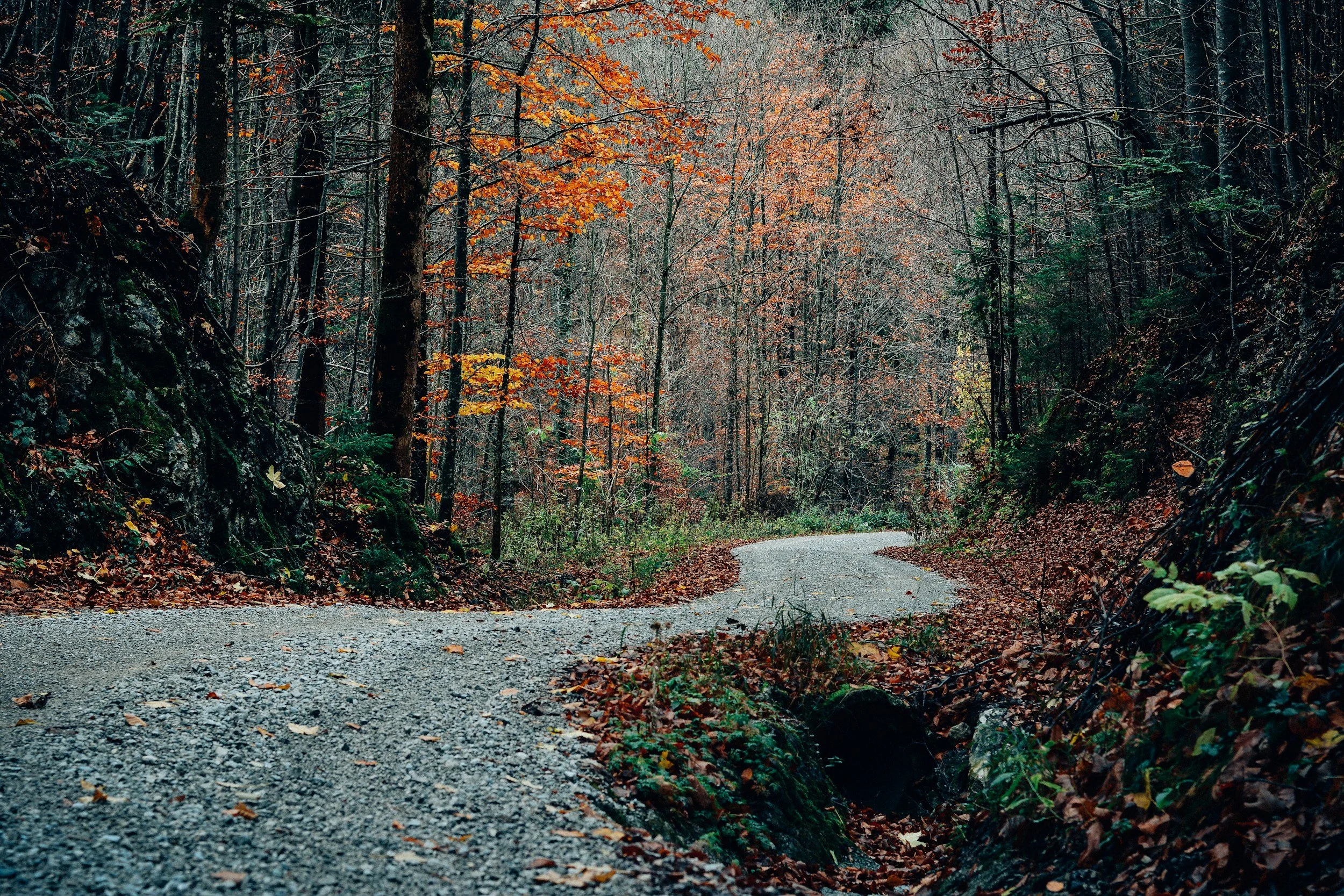 A gravel road winding through a dense forest with autumn foliage and fallen leaves.