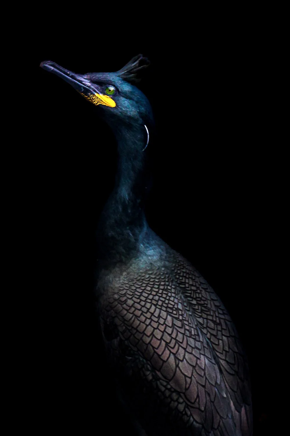 Cormoran huppé dans la pénombre