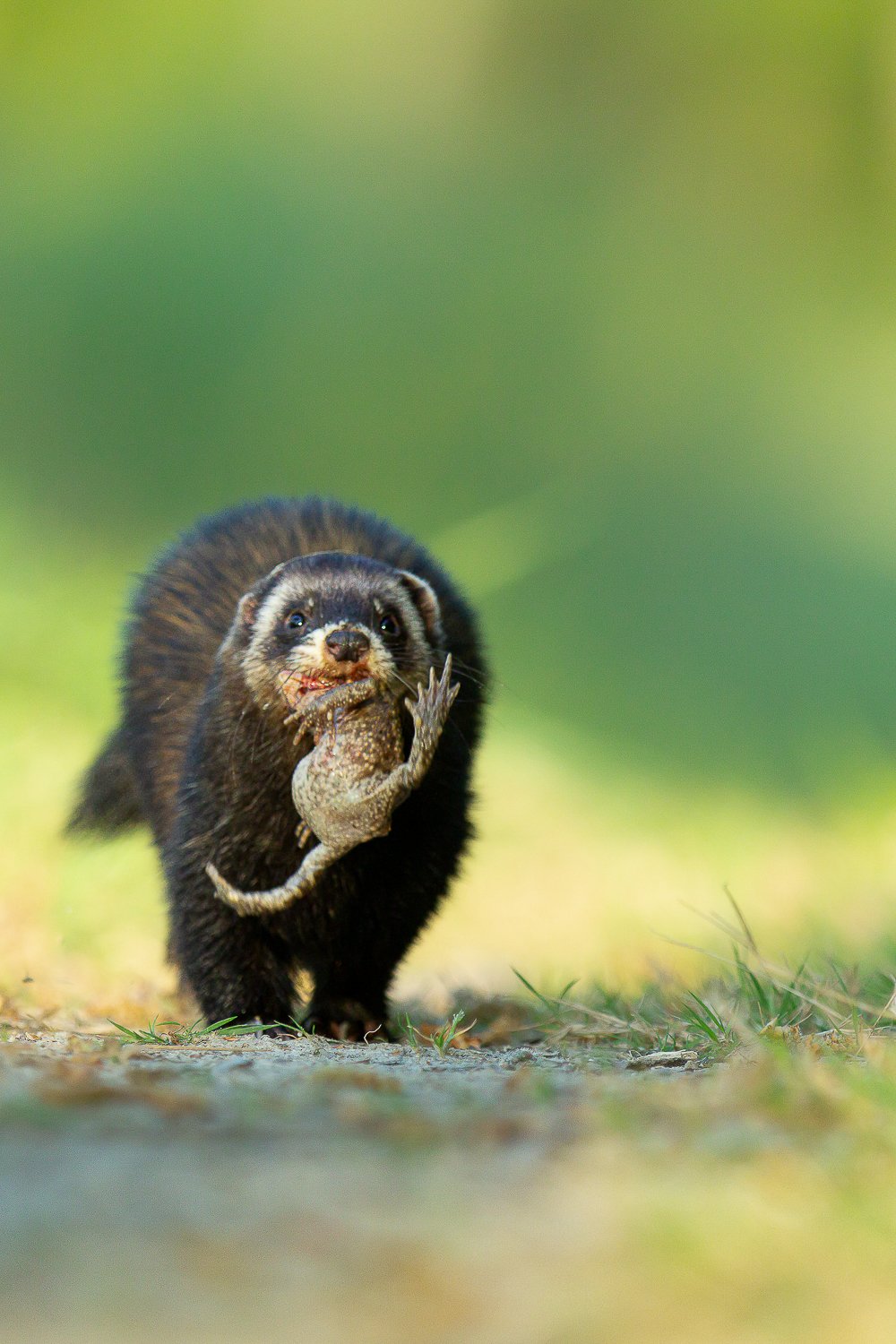 Le Putois et son crapaud