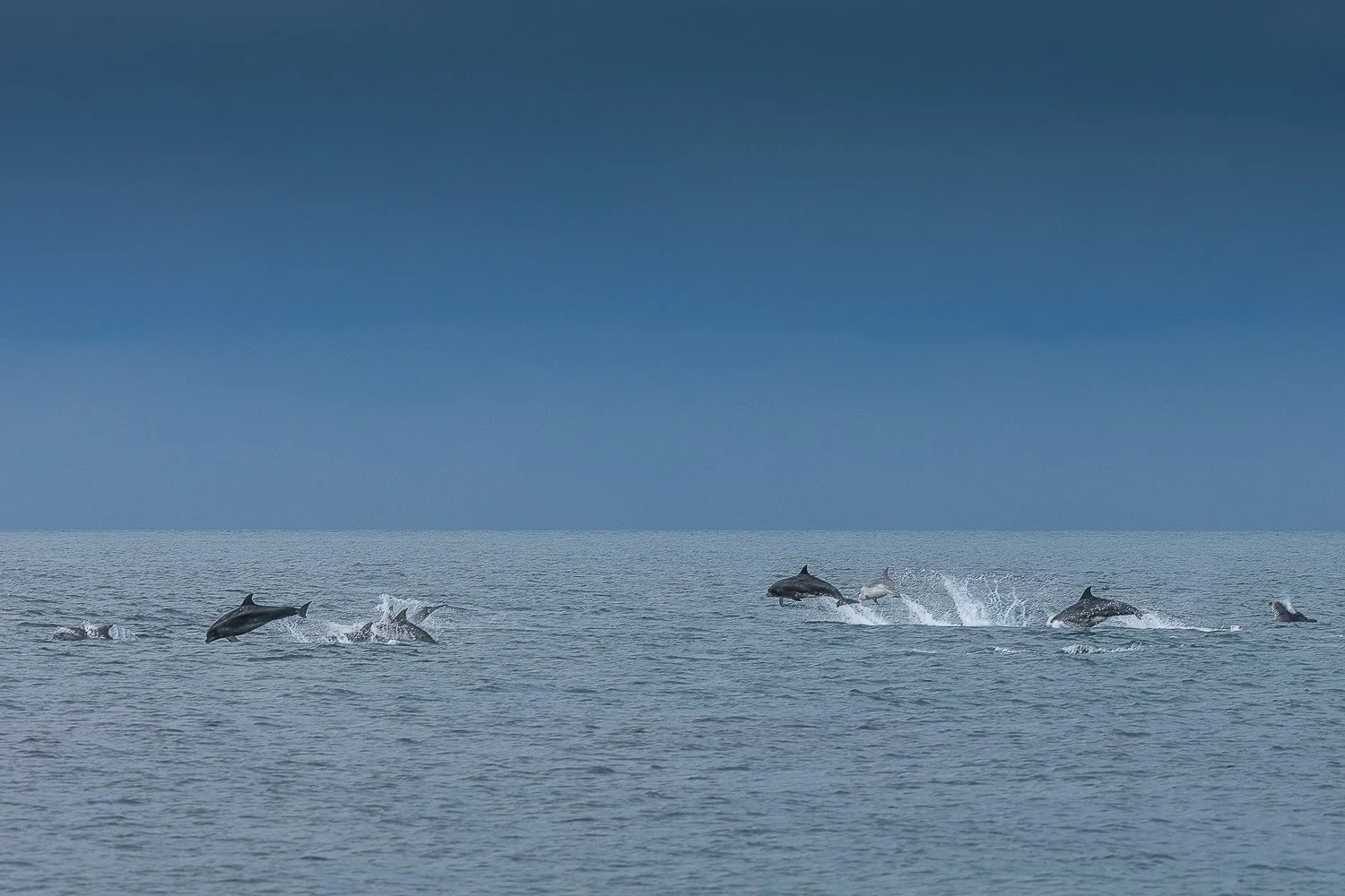 Grands dauphins dans le Cotentin