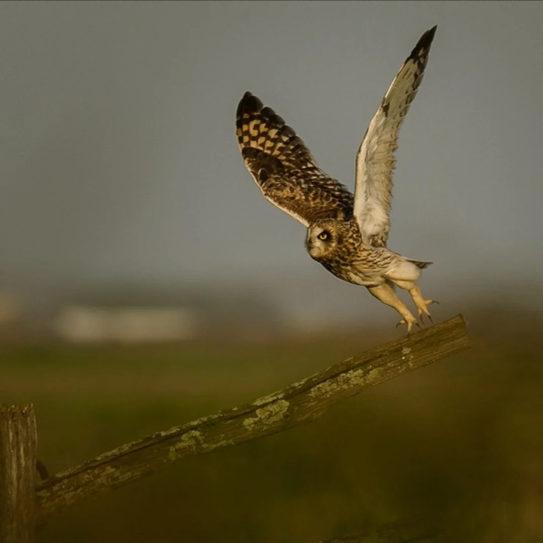 hibou-des-marais-decollage.jpeg