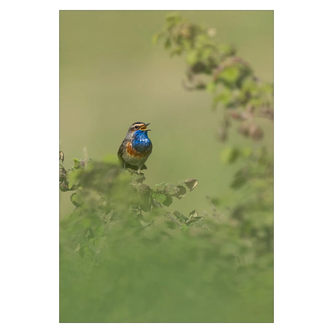 Vocalise de la Gorgebleue