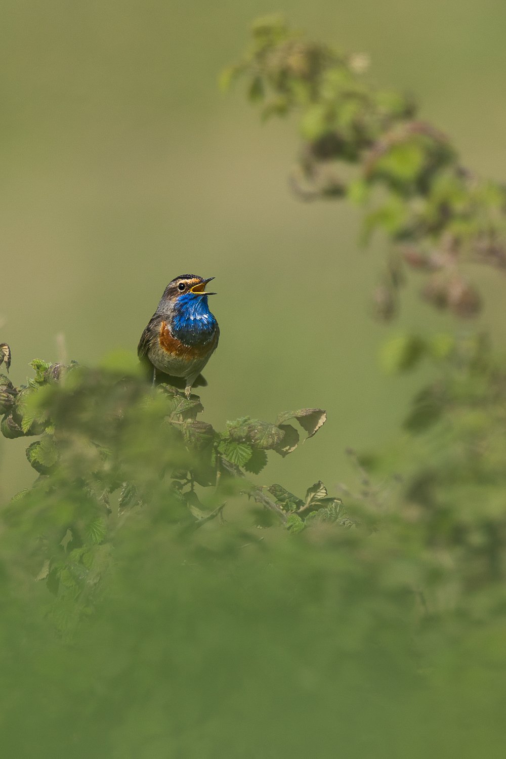 Vocalise de la Gorgebleue