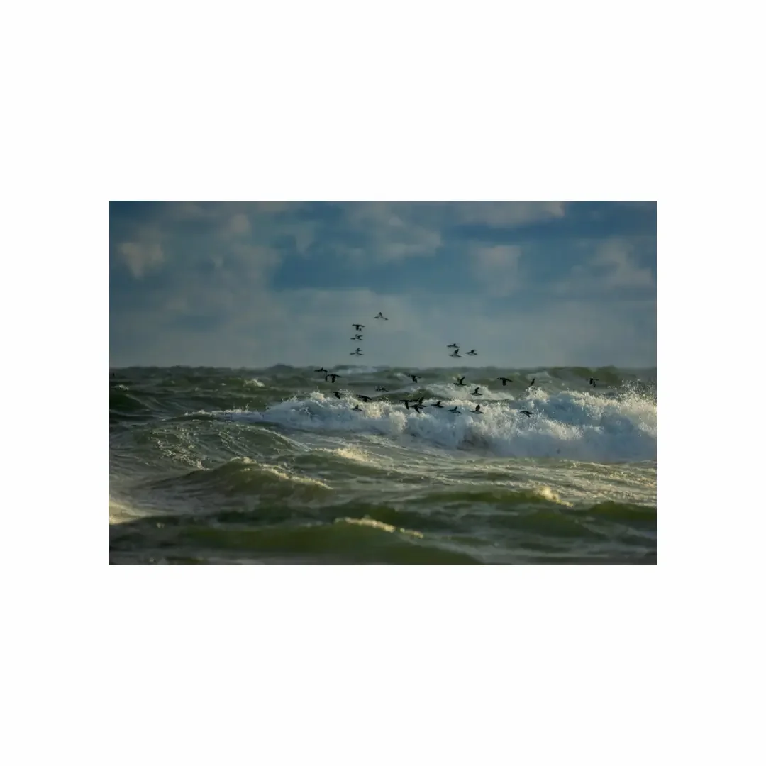 Tirage photo | Pingouins dans la tempête, Cotentin
