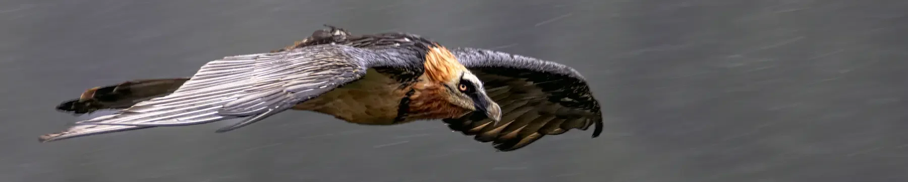 Découvrez la page sur les oiseaux de France |sebphotonature