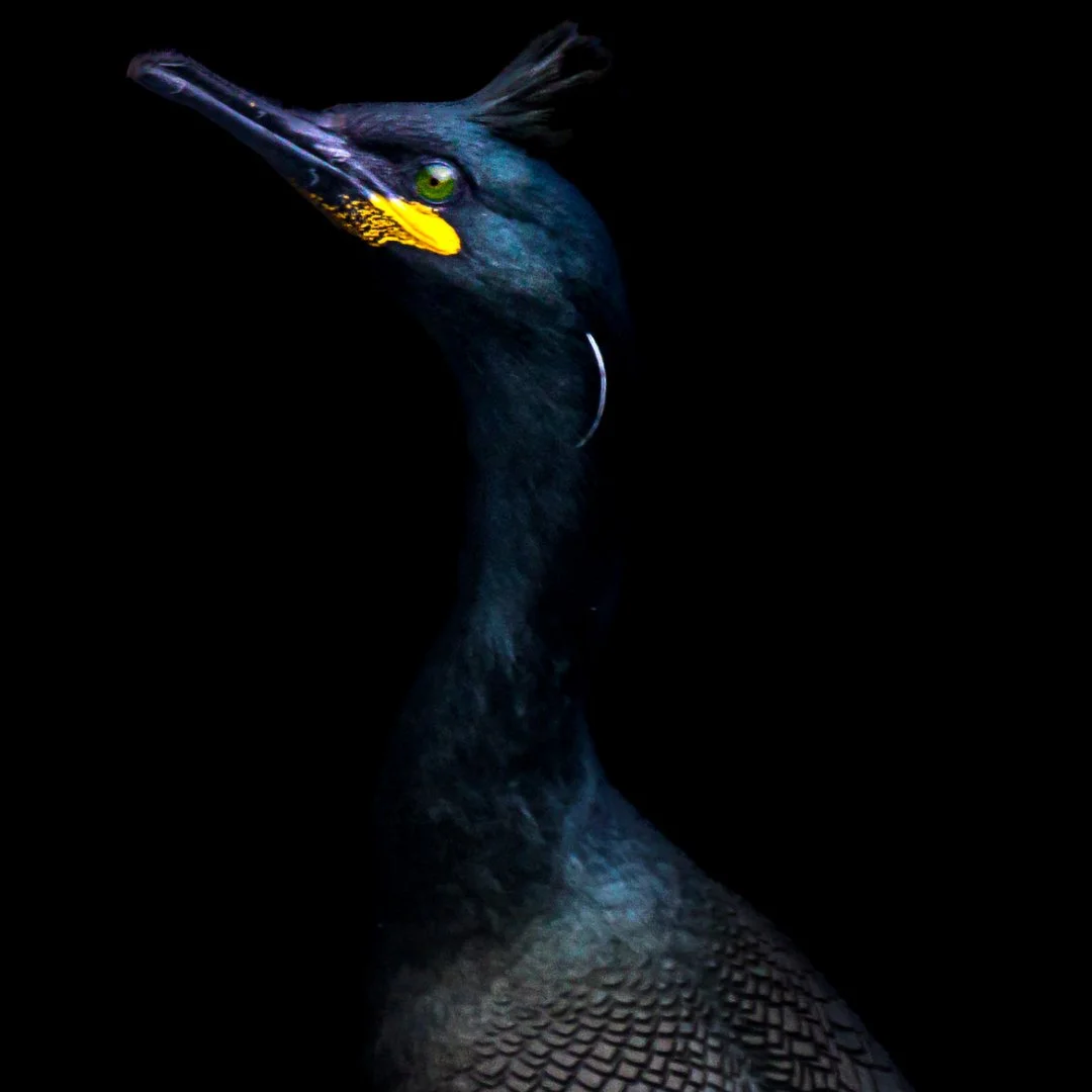 cormoran-huppe.jpeg