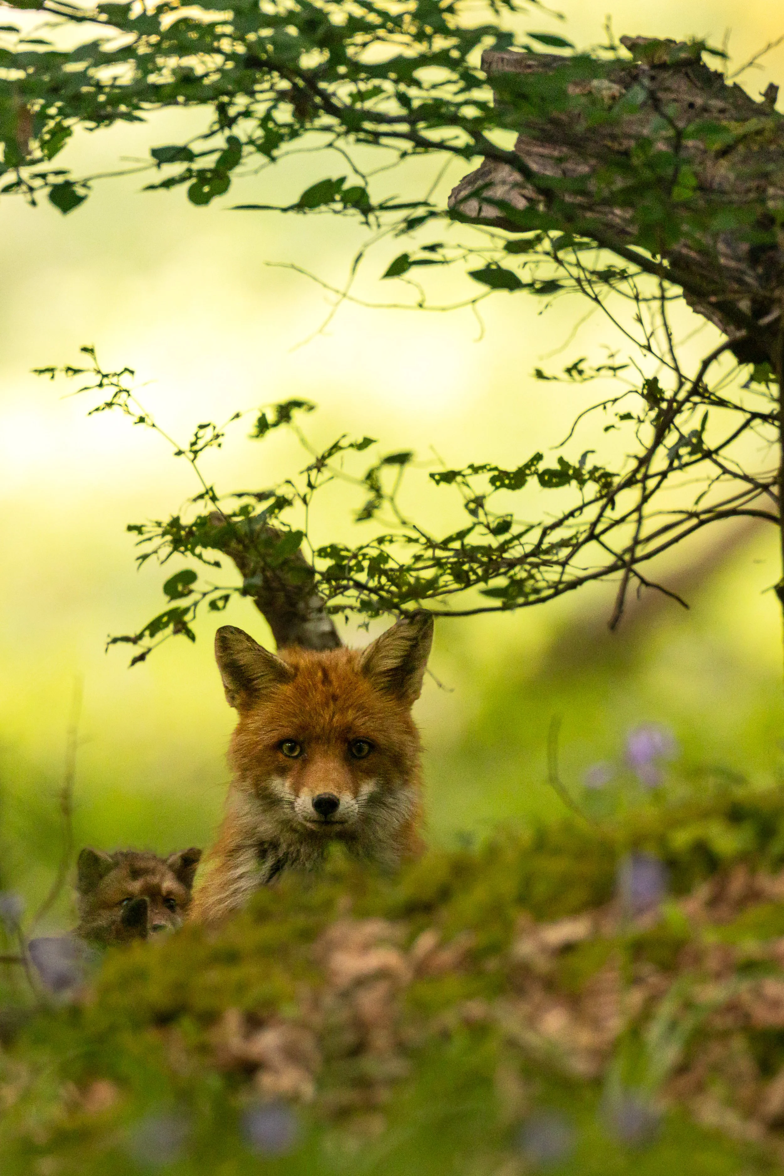 Photographier les renardeaux