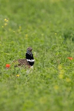 Les outardes canepetières