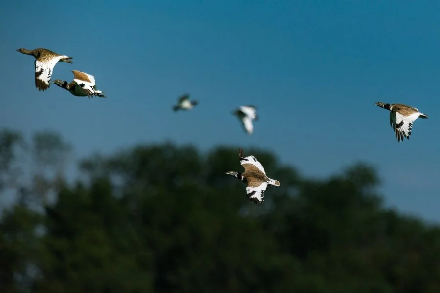 gros vol d'outardes canepetières.jpg