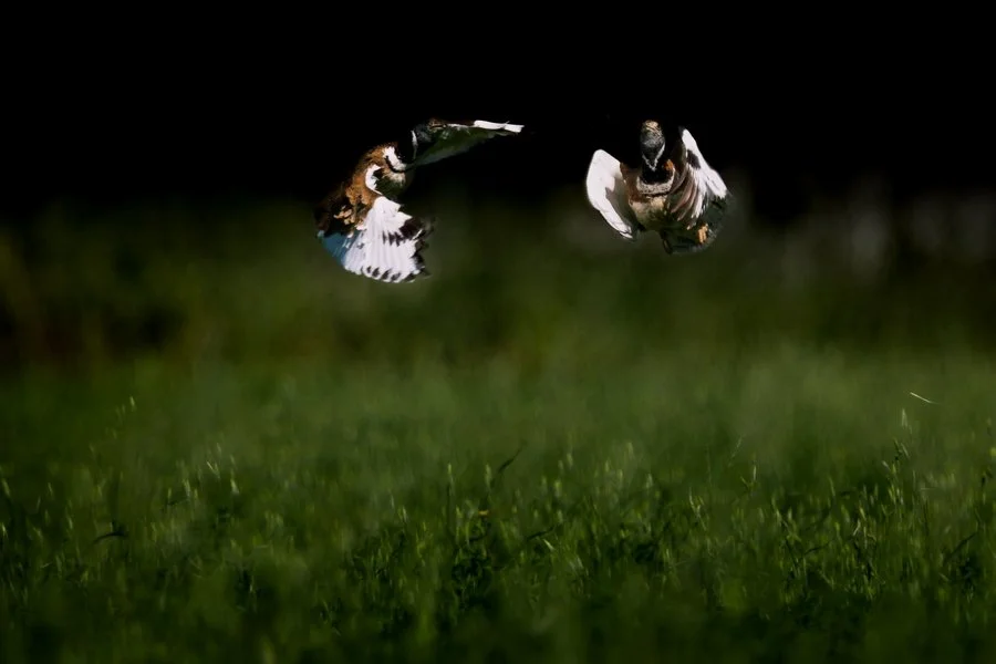 prise de bec des outardes.jpg