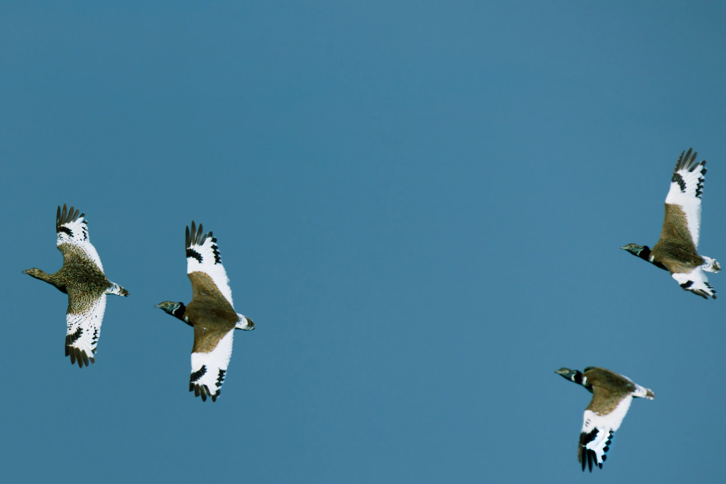 1O6A9332-Avec accentuation-SR.jpg