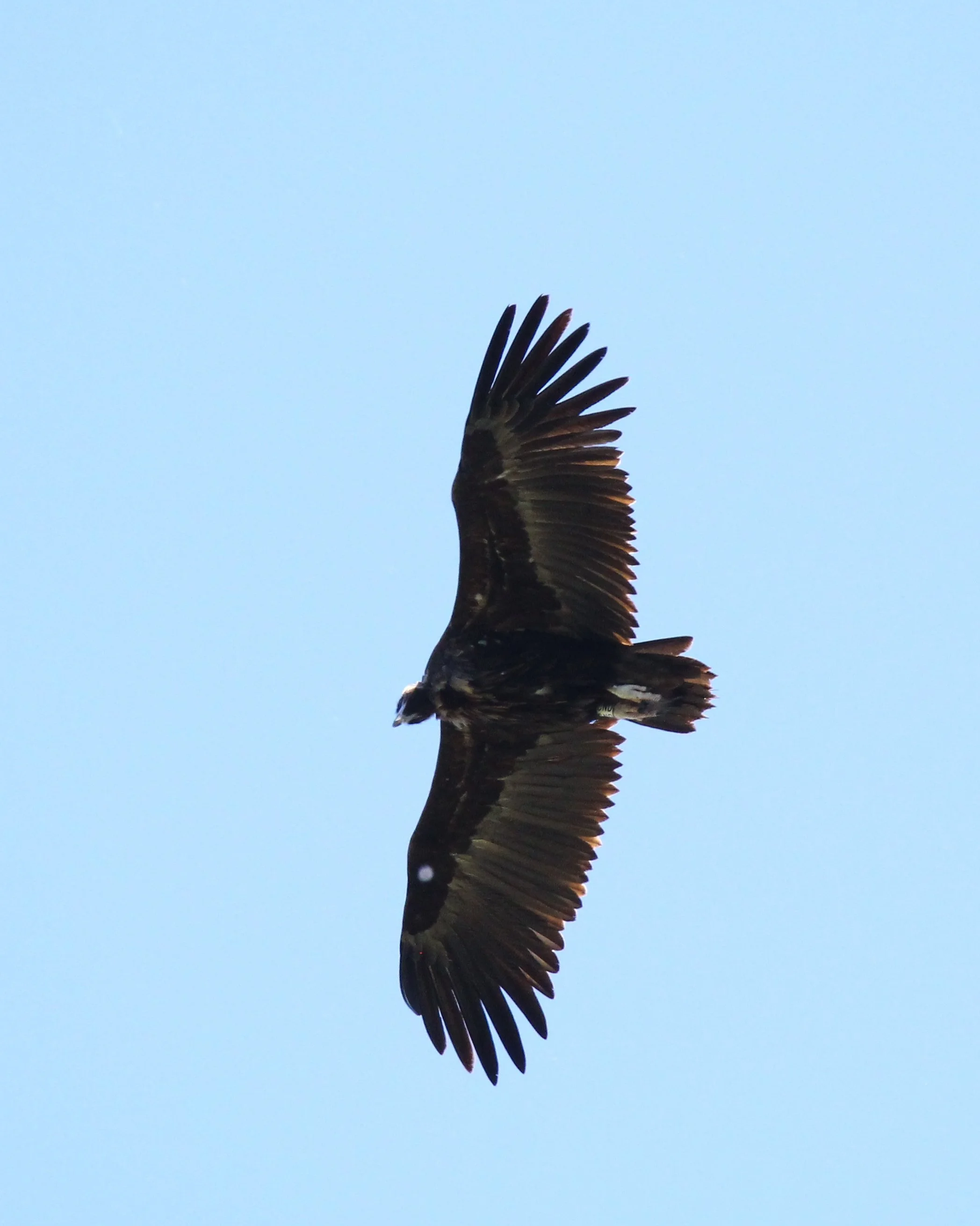 vautour-moine.jpg