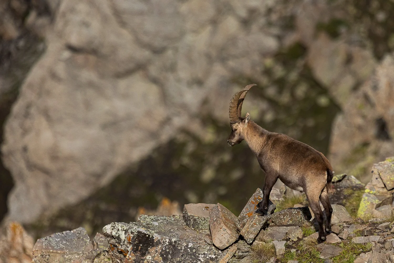 Bouquetin sur son promontoire