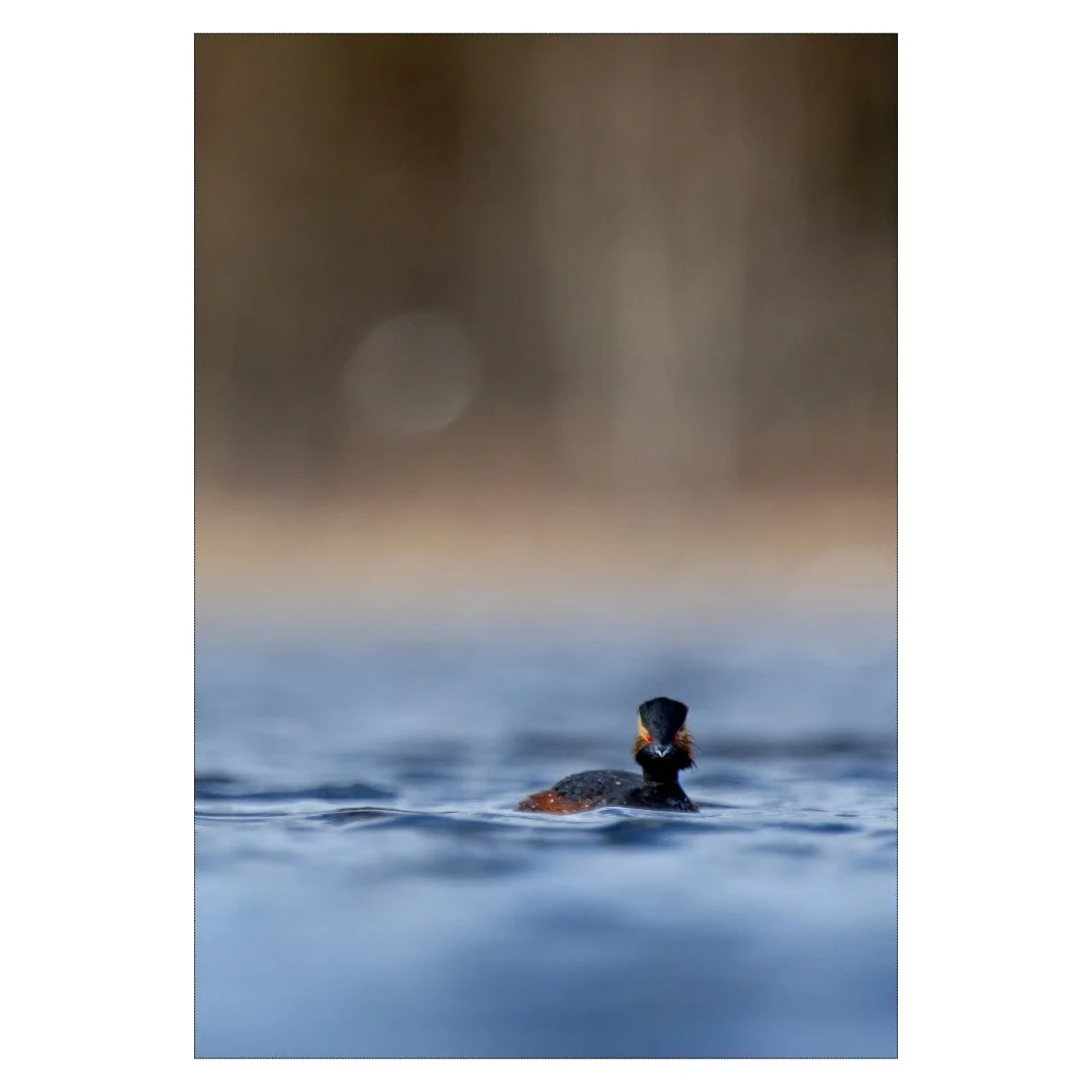 Grèbe à cou noir solognot, à fleur d'eau