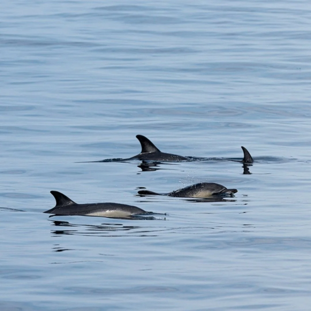 groupe-de-dauphins-communs.jpeg