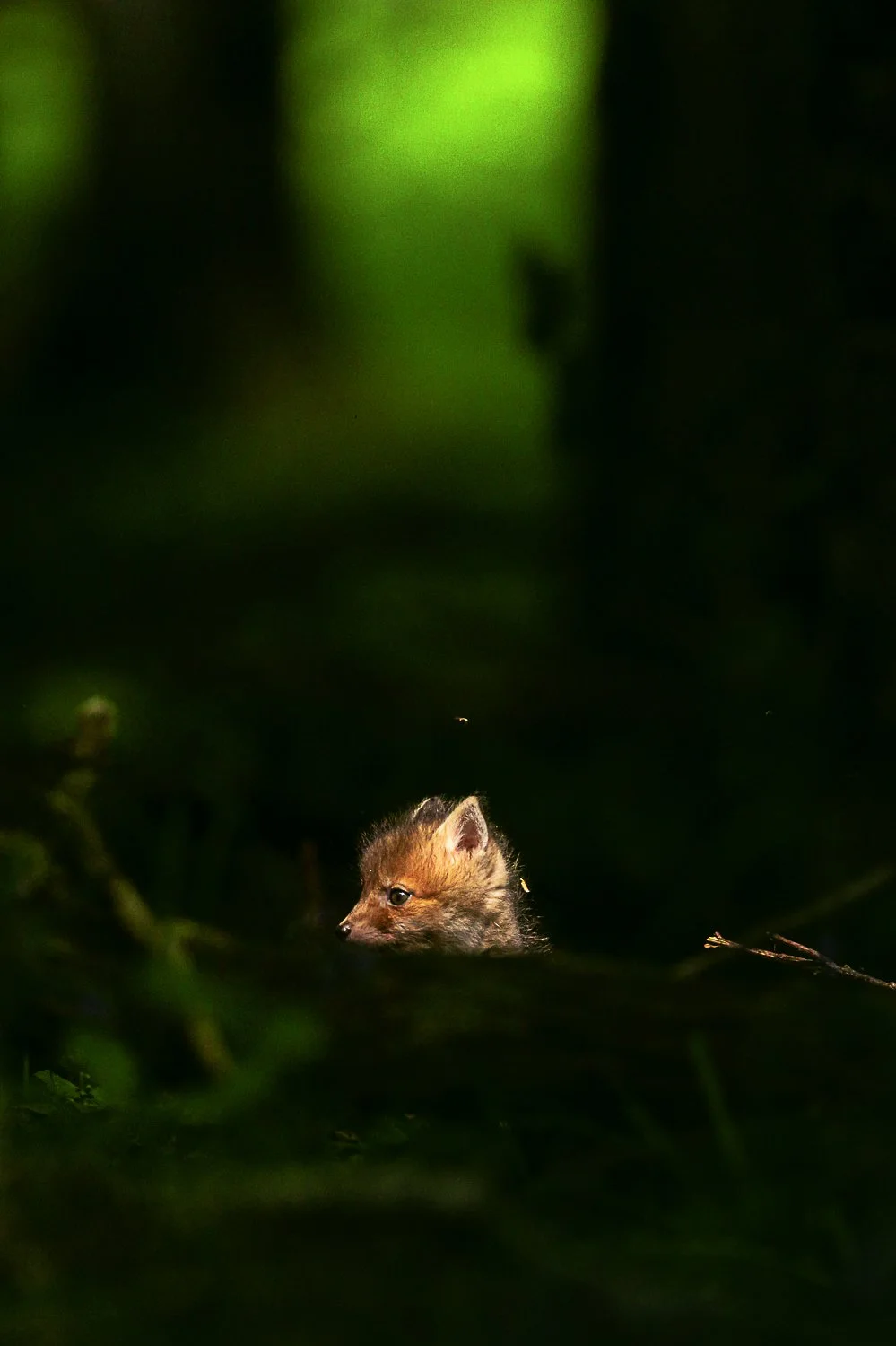 Le renardeau et la mouche