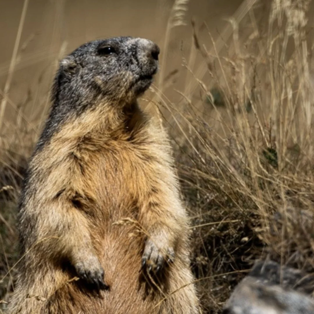 Marmotte-dans-les-Alpes.jpeg