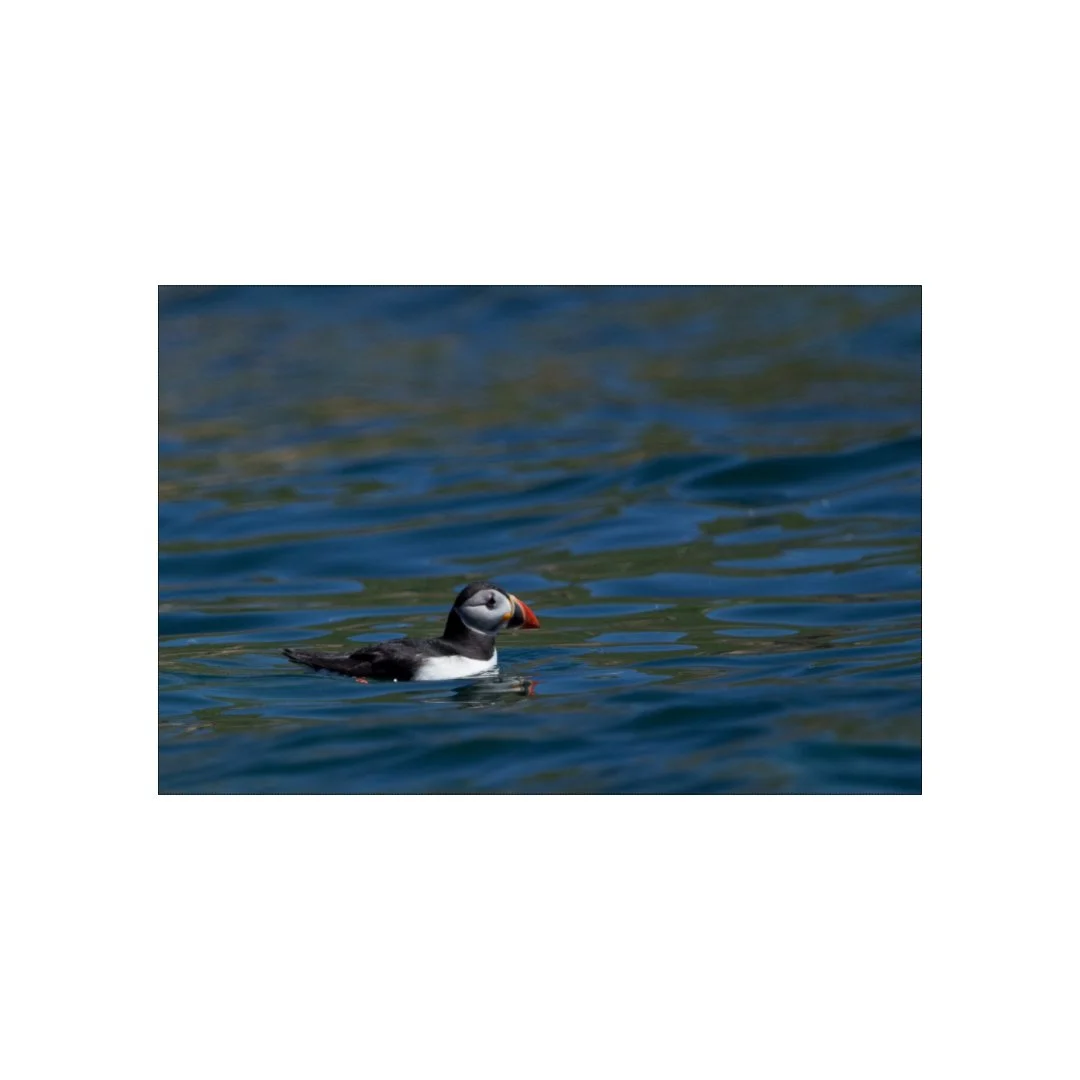 Macareux moine breton