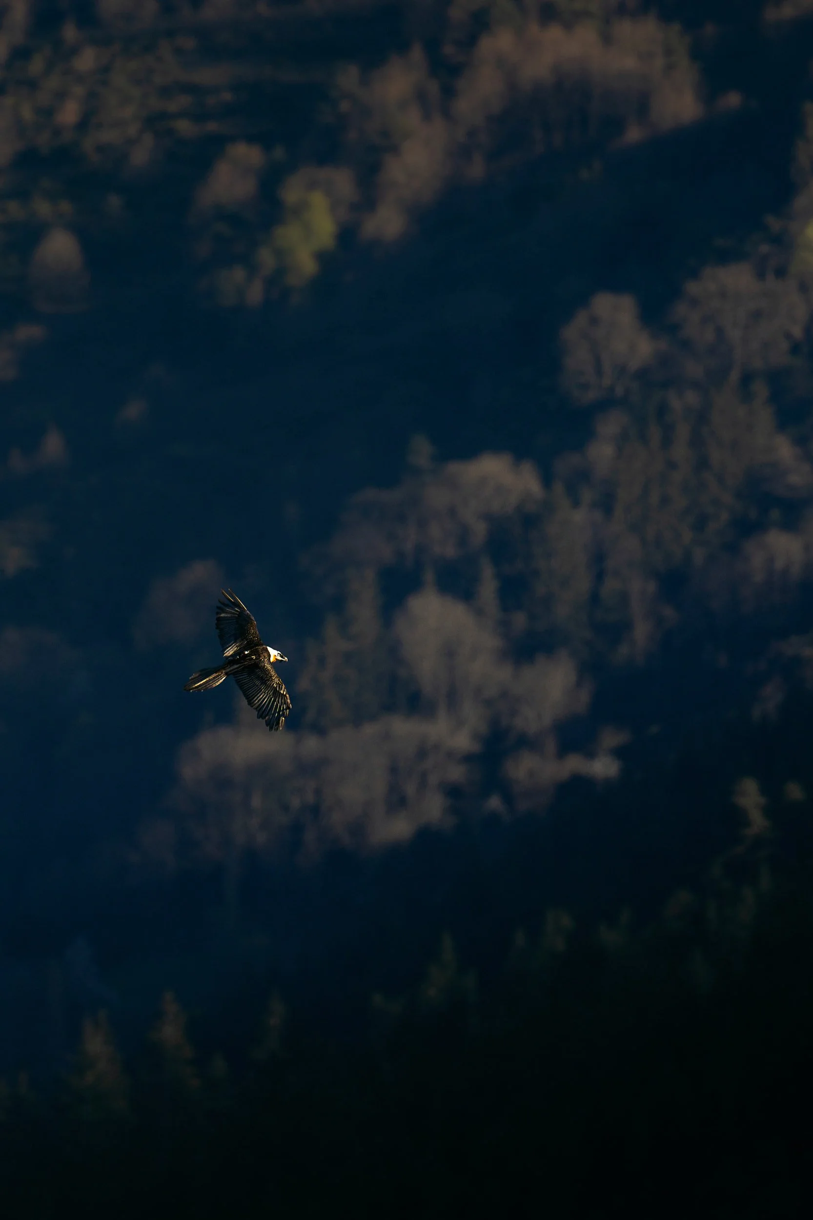 zoom