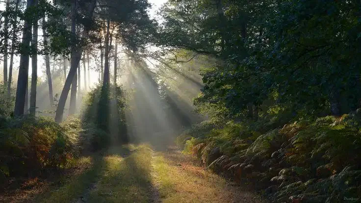 Forêt d'Orléans en automne