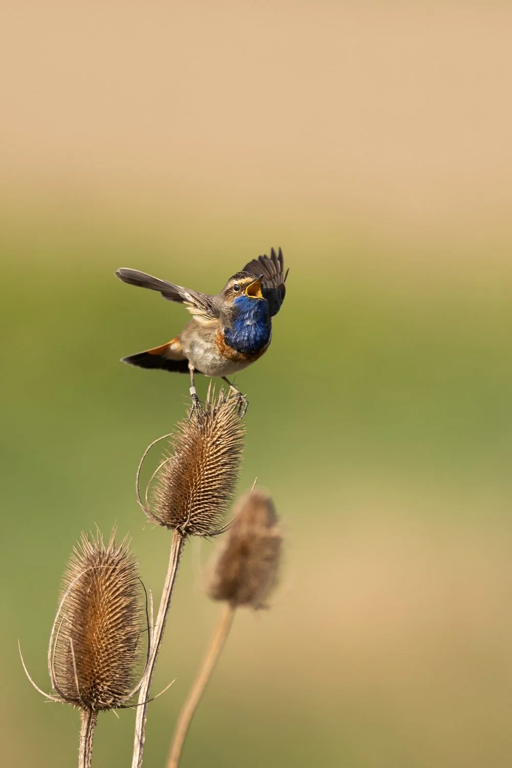 Gorgebleue sur son chardon
