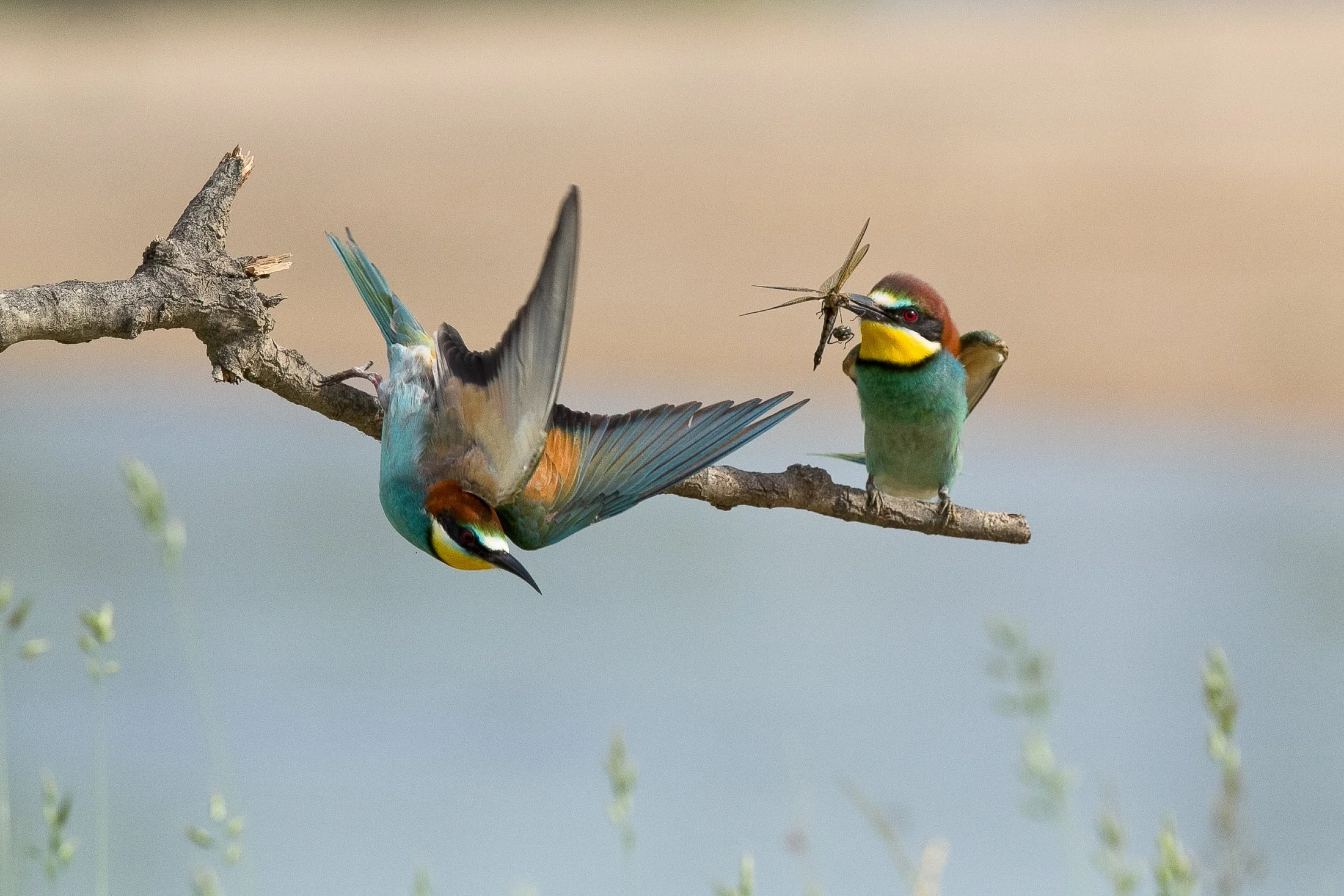 Le-couple-de-guepiers-d-Europe-en-bord-de-Loire.jpg