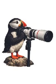 Macareux utilisant un appareil photo avec un objectif long, debout sur une plaque en pierre.
