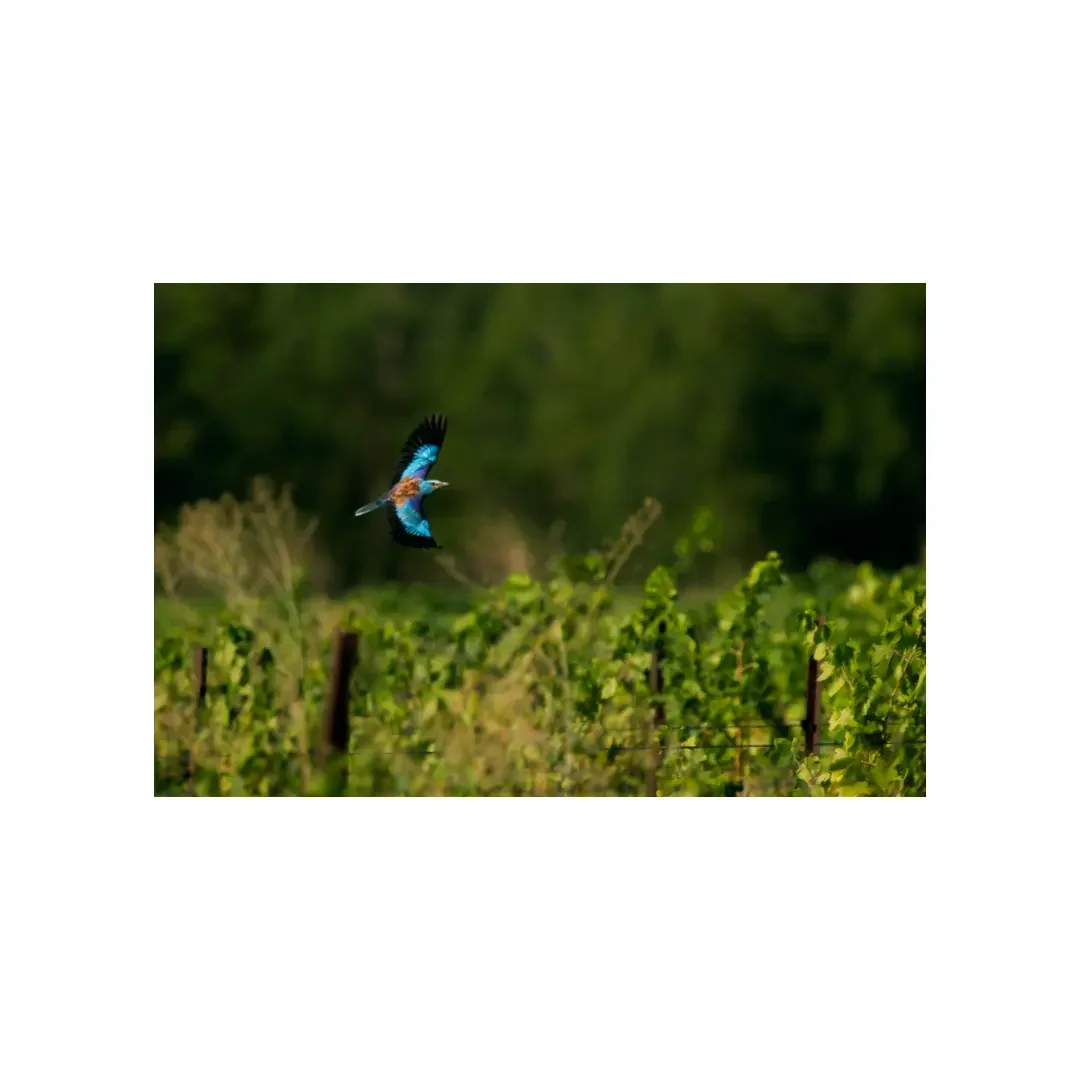 Tirage photo | Rollier d'Europe en chasse, Cévennes