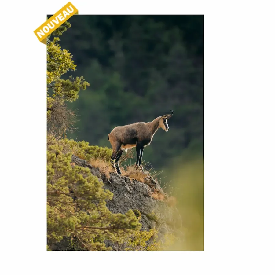 Chamois sur son promontoire, Cévennes