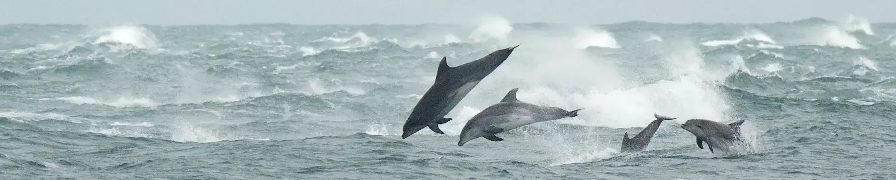 Découvrez le calendrier nature 2027 avec douze photographies animalières originales | Sebphotonature