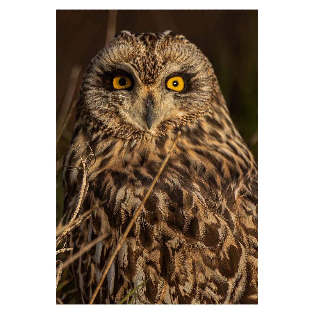 Portrait du Hibou des marais