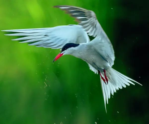 Un oiseau phare en Loire avec sa cousine la Sterne naine