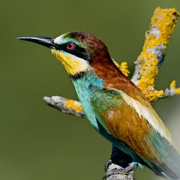 L’oiseau multicolore qu’on rencontre en Loire