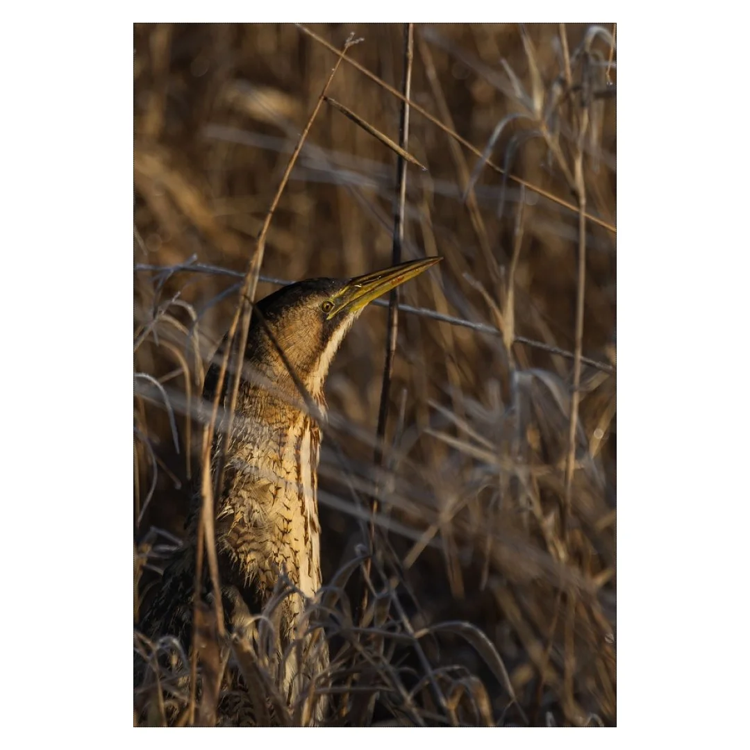 Butor étoilé en hiver