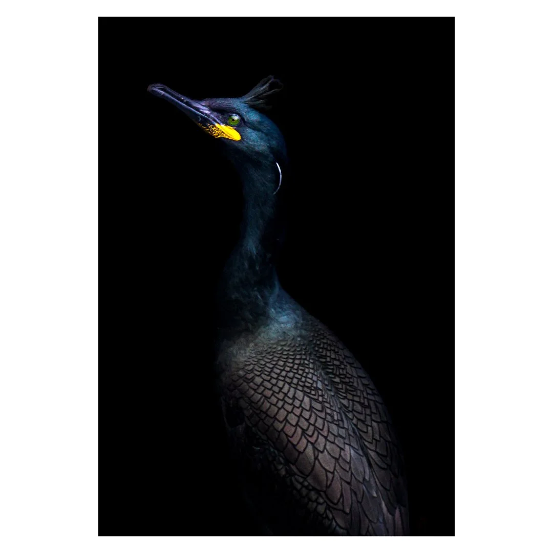 Cormoran huppé dans la pénombre