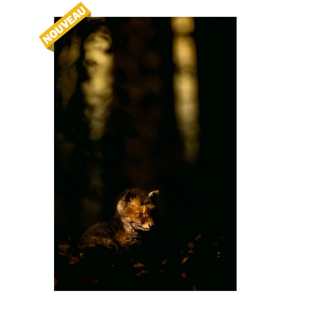 Dans la pénombre de la forêt [NEW]