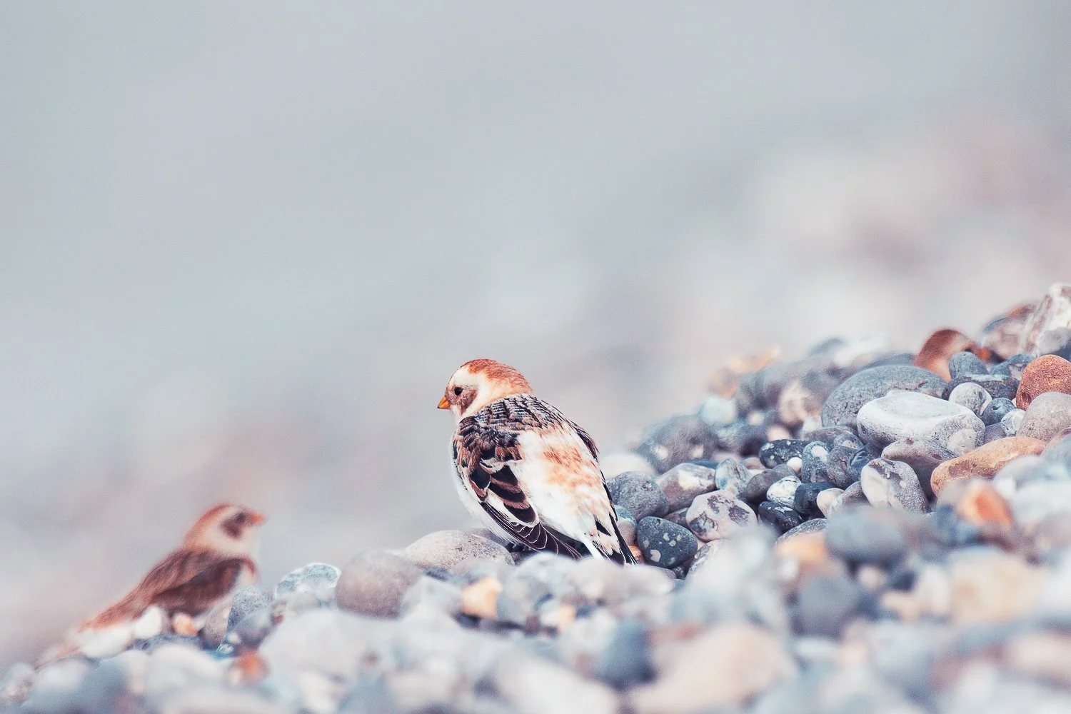 Bruants des neiges sur la plage de galets
