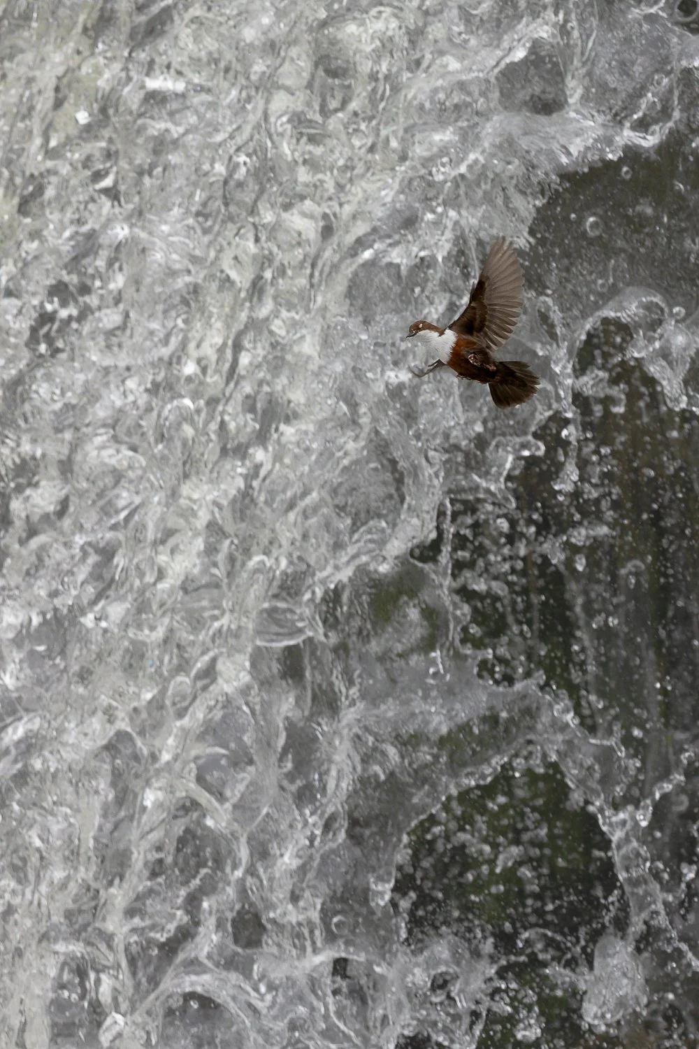 Cincle plongeur sortant de la cascade