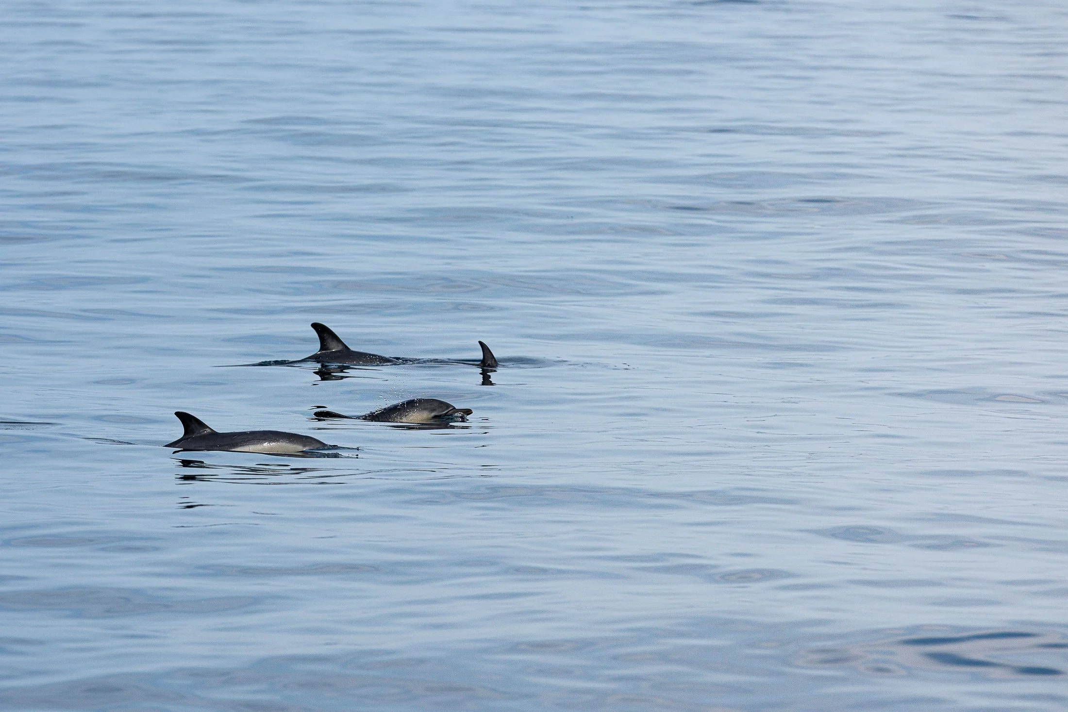 Groupe-de-dauphins-communs-en-Atlantique.jpg