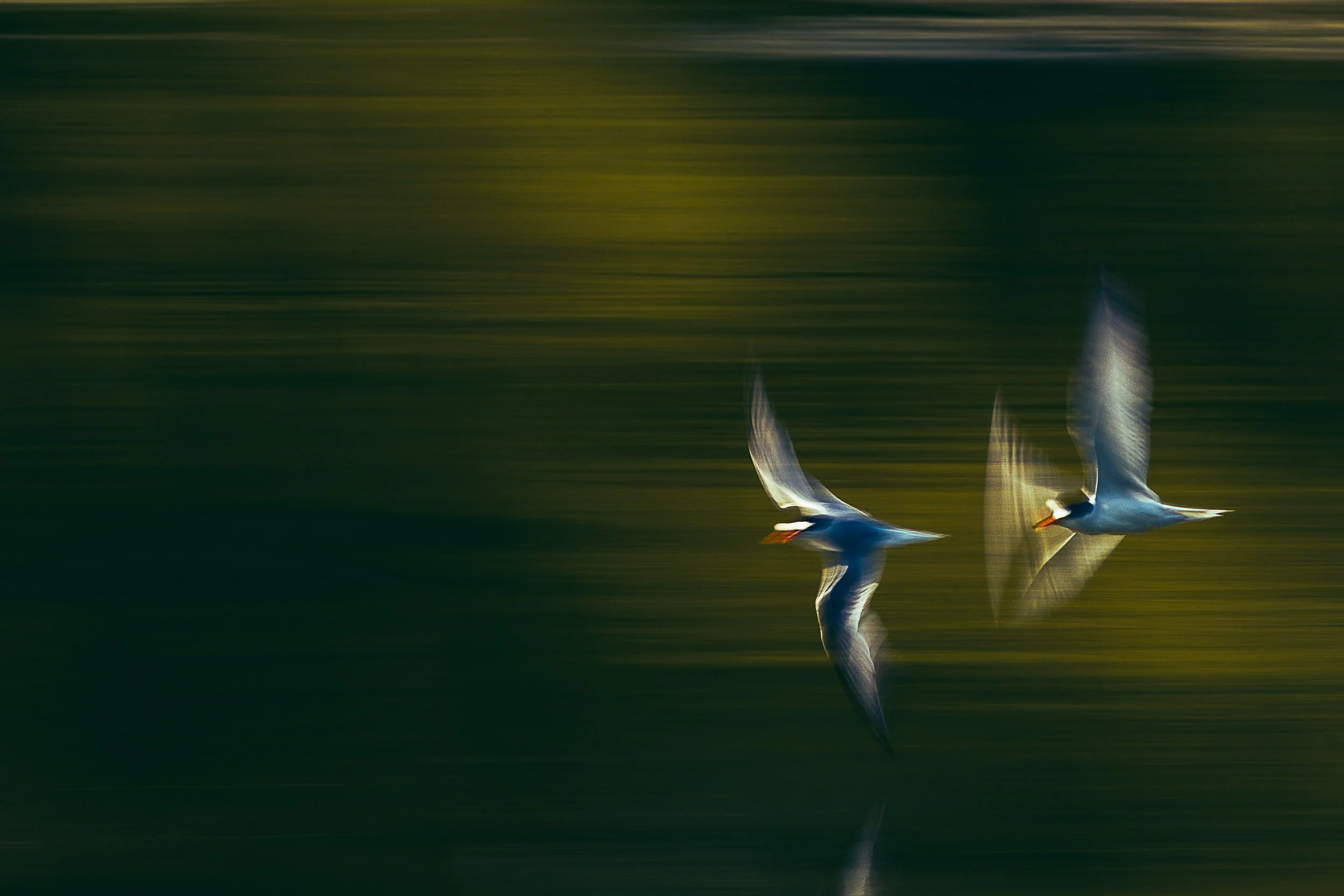 zoom