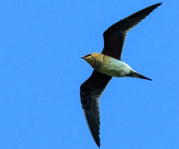 Glaréole à collier, Camargue