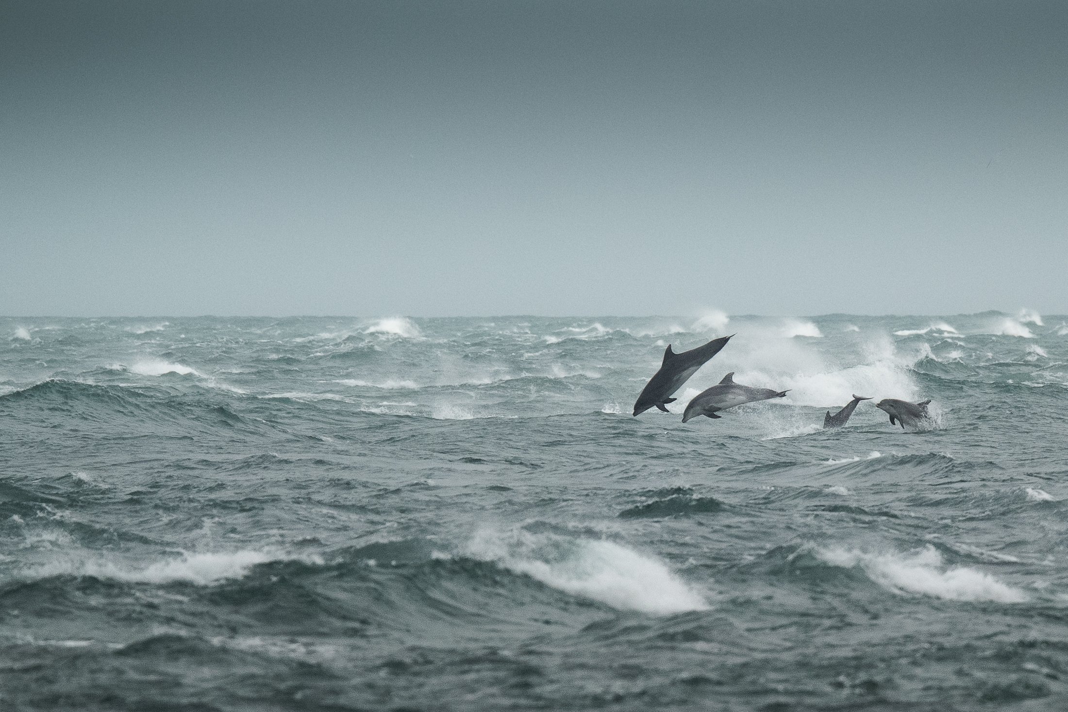 Grands-dauphins-dans-la-tempete.jpg