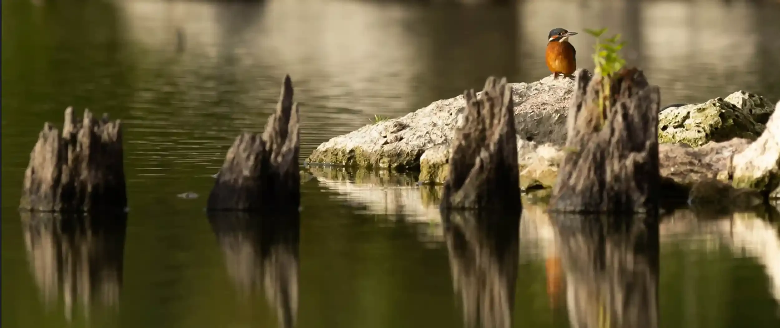 Martin-pêcheur en Loire, à Orléans